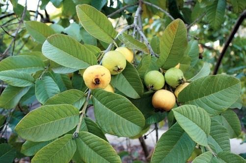 EFECTOS DE LA GUAYABA EN EL CEREBRO